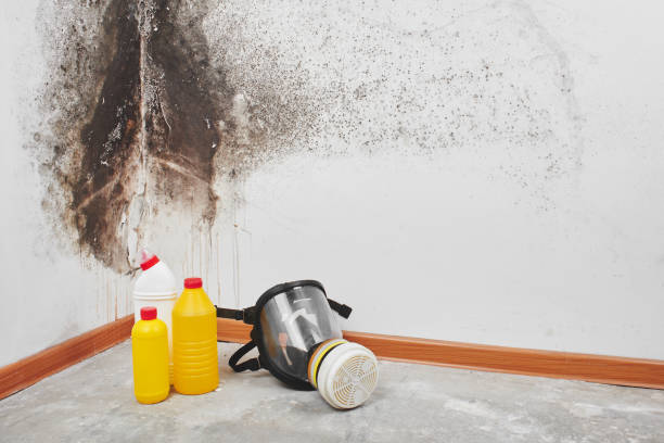 Best Insurance-Related Mold Remediation in Attica, MI