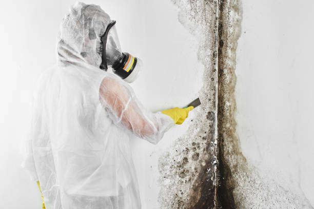 Best HVAC Mold Remediation in Attica, MI
