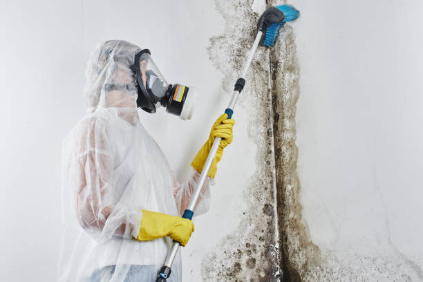 Best Post-Flood Mold Remediation in Attica, MI