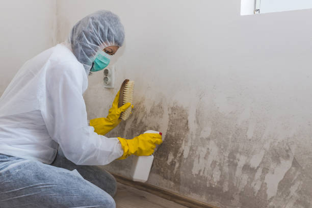 Best Residential Mold Remediation in Attica, MI