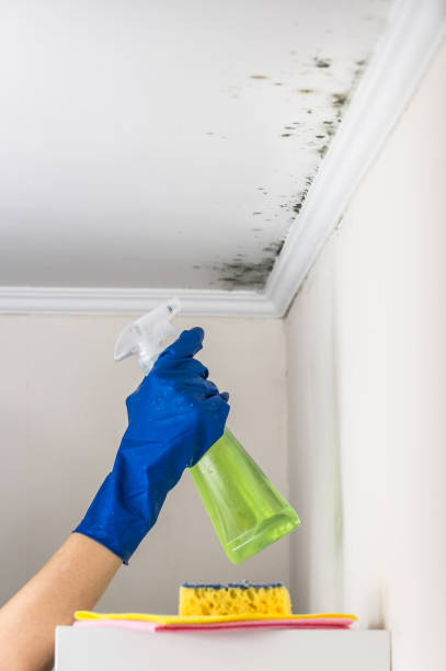 Best DIY Mold Remediation Support Services in Attica, MI