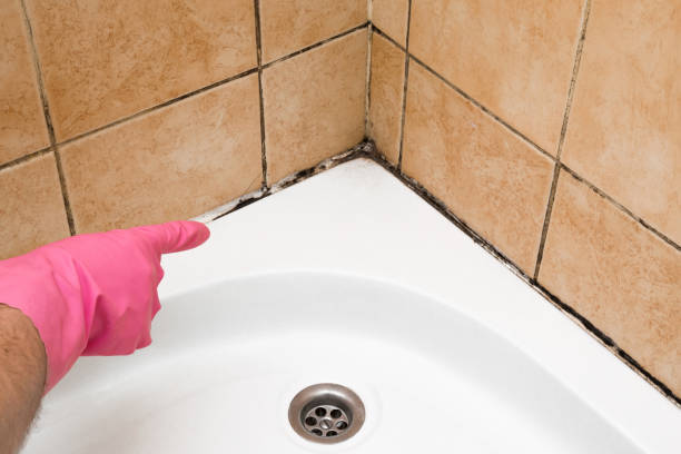 Best Preventive Mold Services in Attica, MI